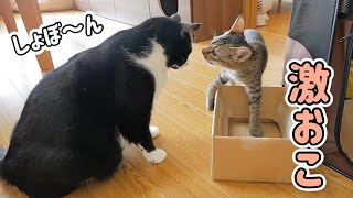 段ボールに入りたいだけなのに子猫に怒られるぽちゃ猫