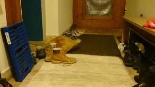 Cats Favorite Play Friend Is... A Pair Of Shoes