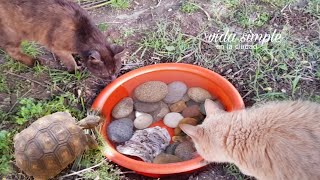 Vida Simple VLOG | Armamos bebedero de tortugas en el patio junto con los gatos