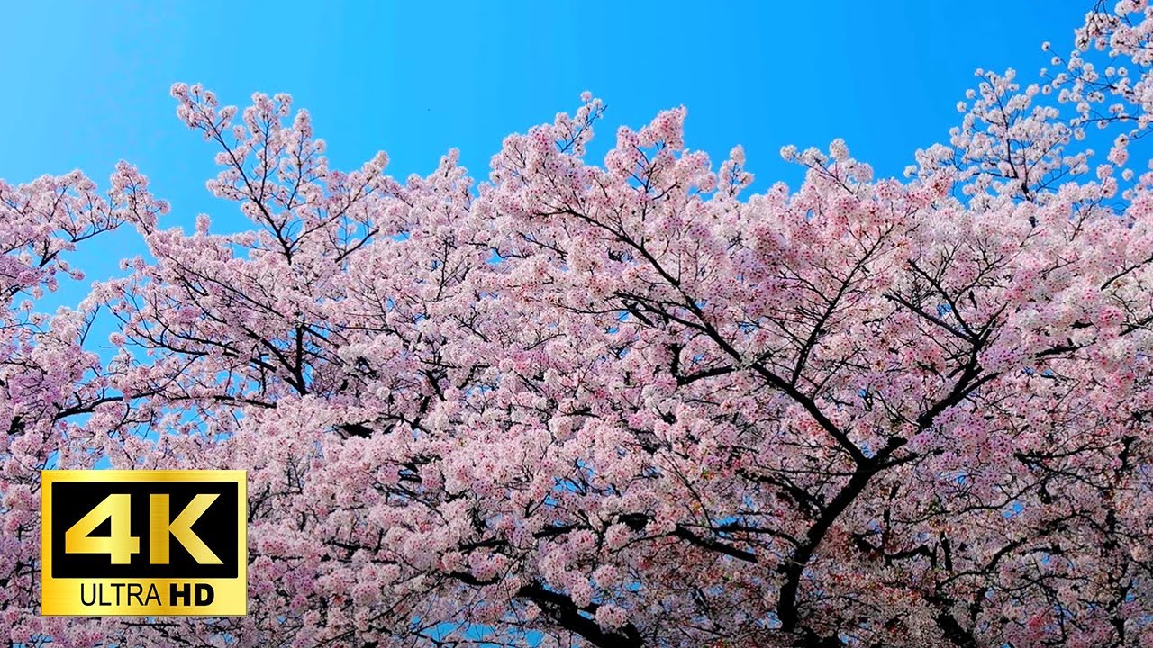桜花 二十四節気七十二候【春分 次候】桜始めて開く（3月25日〜3月29日頃