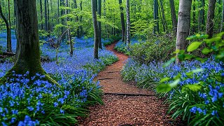 Послушайте эту музыку и вам станет лучше🌿Нежная музыка, успокаивает нервную систему №8