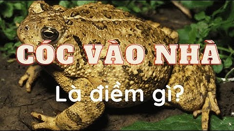 Cóc vào nhà là điềm gì? May mắn hay xui xẻo? Giải mã chi tiết