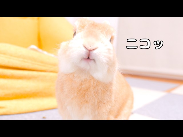 My sulky rabbit smiled again after I gave him his tasty medicine