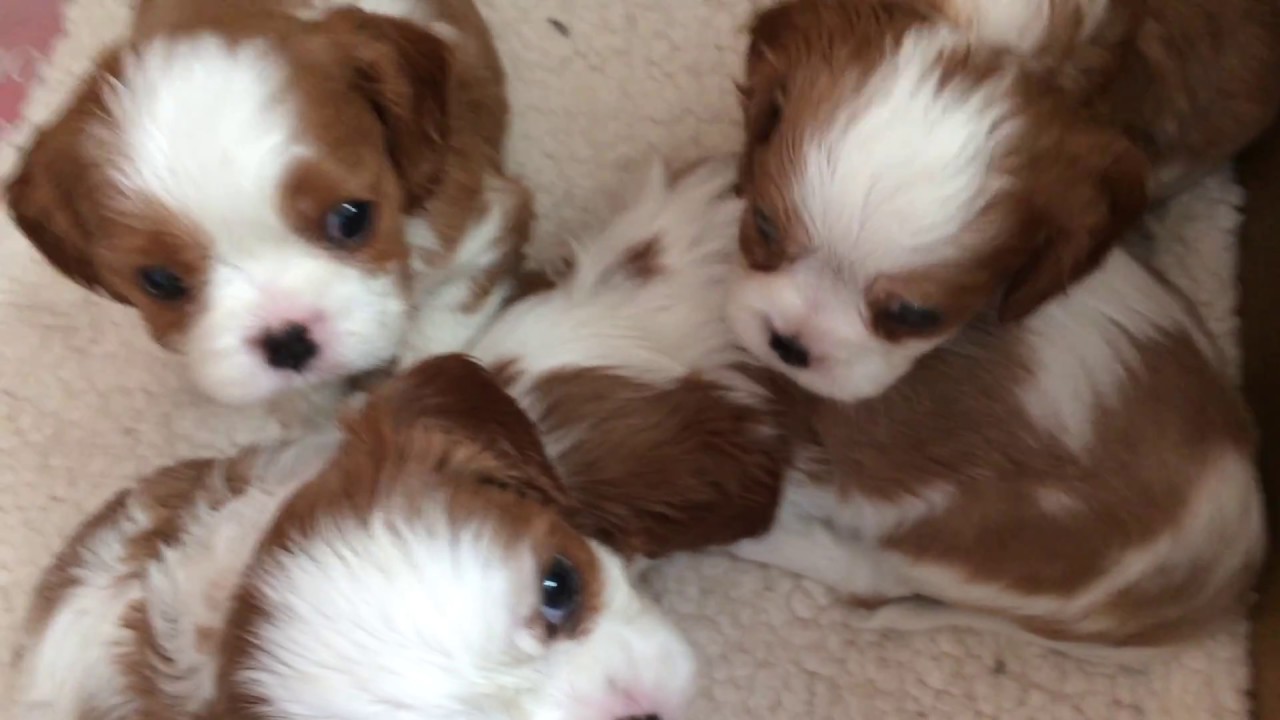 King Charles Cavalier Puppies - YouTube