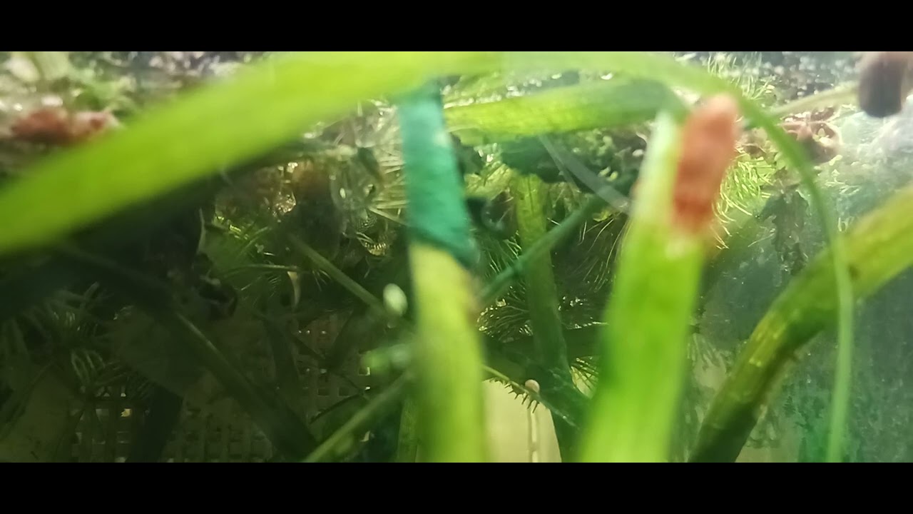 Orange shrimp and Blue Sky Endler fry.