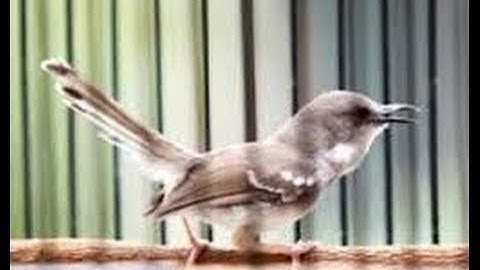 Burung Master : Ciblek Gacor Ngebren
