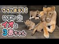【旭山動物園】大好きなママと遊ぼう！🐱🐱🐱🐱イオままと３頭の仔ライオン(10/18) [Asahiyama Zoo] Lion, Io and her three cubs.