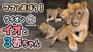 【旭山動物園】大好きなママと遊ぼうイオままと頭の仔ライオン(10/18) [Asahiyama Zoo]  Lion, Io and her three cubs.