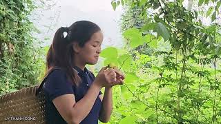 Full video : Poor girl harvests and sells agricultural products - Building a new life