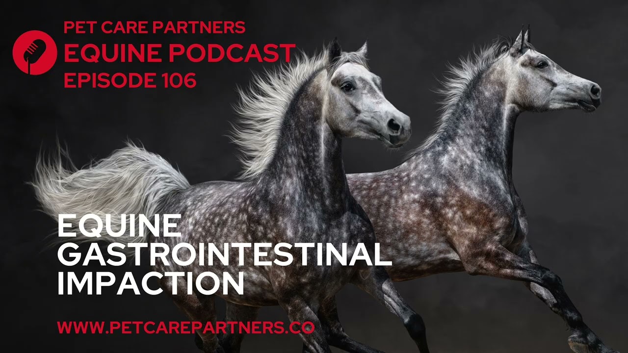 Gastrointestinal Impaction in Horses | Causes, Diagnosis & Treatment | Pet Care Partners Ep. 106