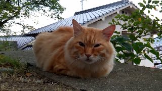 フワフワ茶トラ野良猫がモフられにきた。