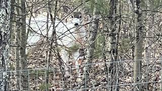 Rare piebald deer spotted in backyard of Maine home