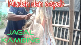Cara menguliti kambing dengan cepat
