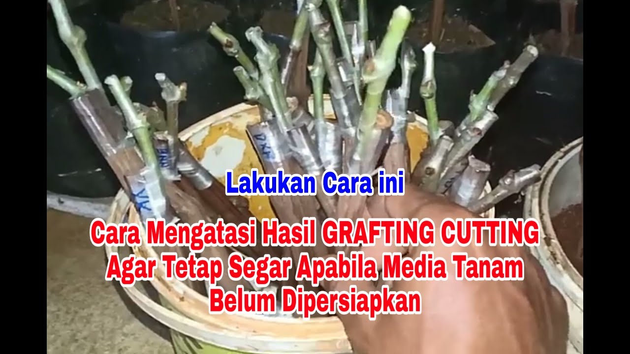 Cara Mengatasi Hasil GRAFTING CUTTING ANGGUR Agar Tetap Segar Apabila Media Tanam Belum Dipersiapkan