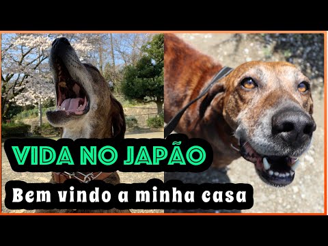 Vídeo: O Que Ver No Cemitério De Okunoin No Japão