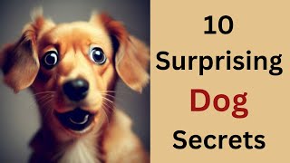 10 Lesser-Known Facts about Dogs | 10 Dogs Facts | Information about canine