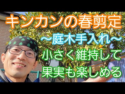 キンカン 金柑 の剪定 春に木を小さくして来年の実も楽しめる手入れ Youtube