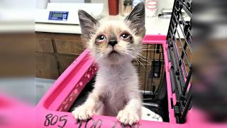 Famous Found alone in a park, the tiny kitten struggled to breathe Profile