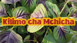 Kilimo cha mchicha, siri ni kupanda matuta mengi wateja hupendelea mchicha.Kwa mbegu ya 1000