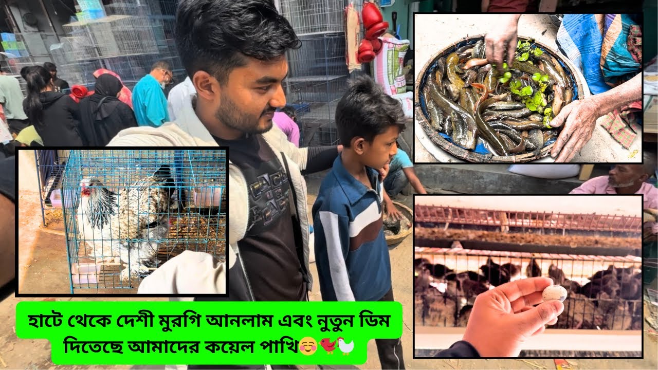 হাটে থেকে দেশী মুরগি আনলাম এবং নুতুন ডিম দিতেছে আমাদের কয়েল পাখি☺️🐦🐓