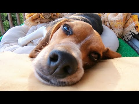 ビーグル犬の可愛さが止まらない４つの出来事 ベランダ編