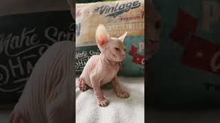White with blue eyes male, Canadian Sphynx