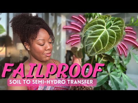 FAILPROOF Soil to Semi-Hydro Transfer || Best Way To Transfer Plants From Soil To Semi-Hydroponics