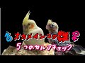 雛オカメ 簡単に出来る！雄♂雌♀の判定方法！ cockatiel【オカメインコのきなこ】
