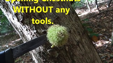 Opening chestnuts without any tools