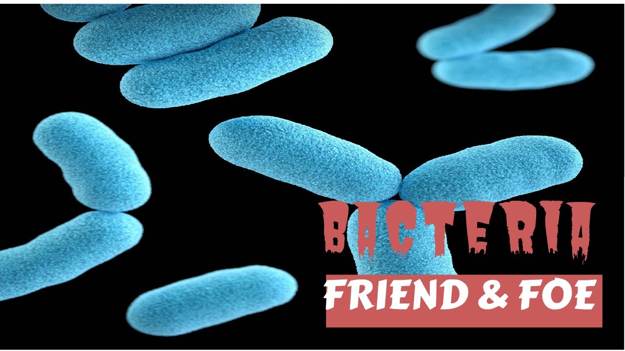 AMAZING RARE FOOTAGE Bacteria Friend and Foe 1953 YouTube