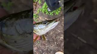 #edits #penis #fisch beste leben