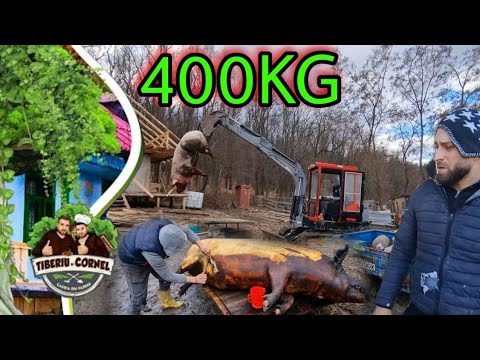 Am cumpărat un porc de aproape 400 kg pentru casuta din Padure!