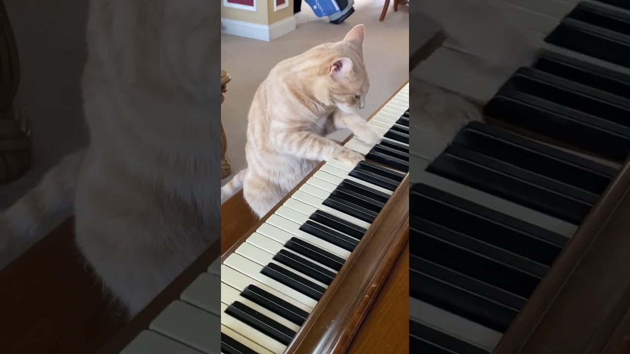 Cat Plays Piano! 🎹 #cats #piano