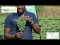 Learn How To Grow Sukuma Matumbo