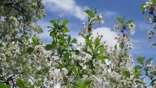 Footage - Весна цветёт 2