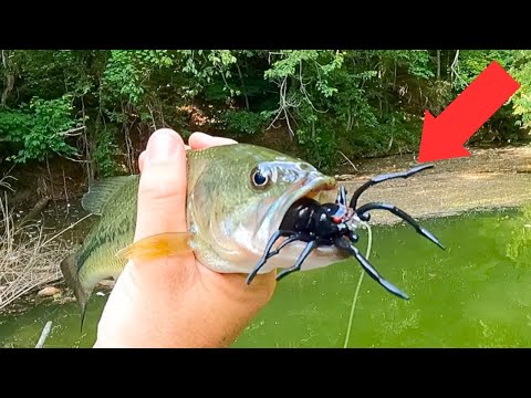 Real Spider vs. Spider Lure Fishing Challenge! 