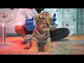 Caring for a Newborn Tiger Cub