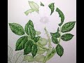 Botanical illustration of Rose leaves