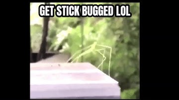 Totally normal Gamecube intro