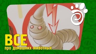 Дегельминтизация - Борьба С Глистами. Все О Домашних Животных Дегельминтизация - Борьба С Глистами. Все О Домашних Животных