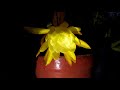 Queen of the night epiphyllum oxypetalum  yellow orchid cactus time lapse