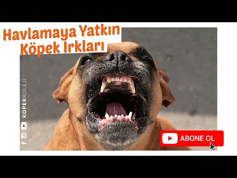 Video: 12 Köpek Irkları Ayrılma Anksiyetesine eğilimli