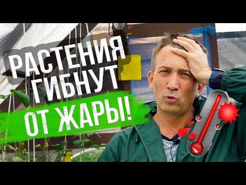 Как охладить теплицу? Что делать, если в теплице слишком жарко