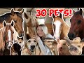 All my animals in one 2024 30 pets
