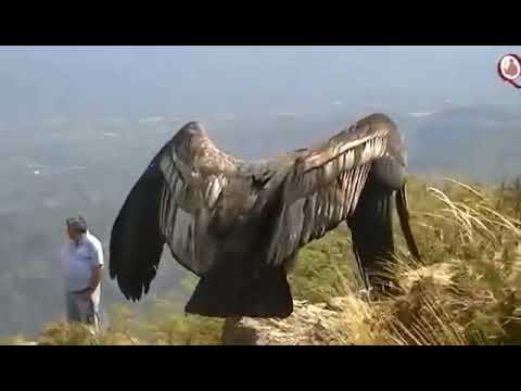 Burung Garuda Asli Muncul di Pegunungan