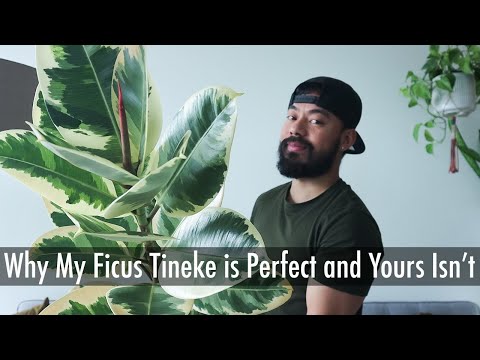 Video: Ficus Elastisk Eller Gummiaktig