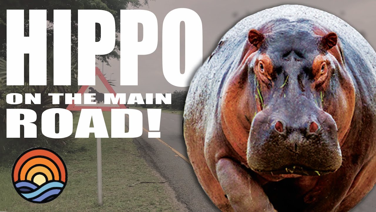 HIPPO on the MAIN ROAD! Just another day in Africa!