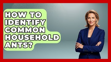 How To Identify Common Household Ants? - Insects and Invaders