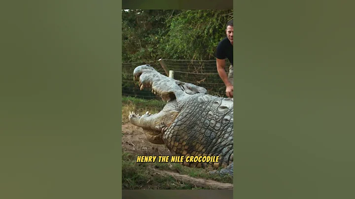 Man Eating King Henry! The Oldest Nile Crocodile! 🐊👑