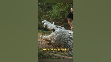 Man Eating King Henry! The Oldest Nile Crocodile! 🐊👑